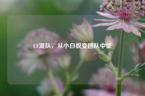 CF混队，从小白蜕变团队中坚