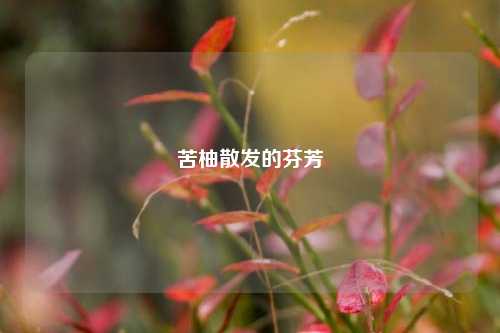 苦柚散发的芬芳